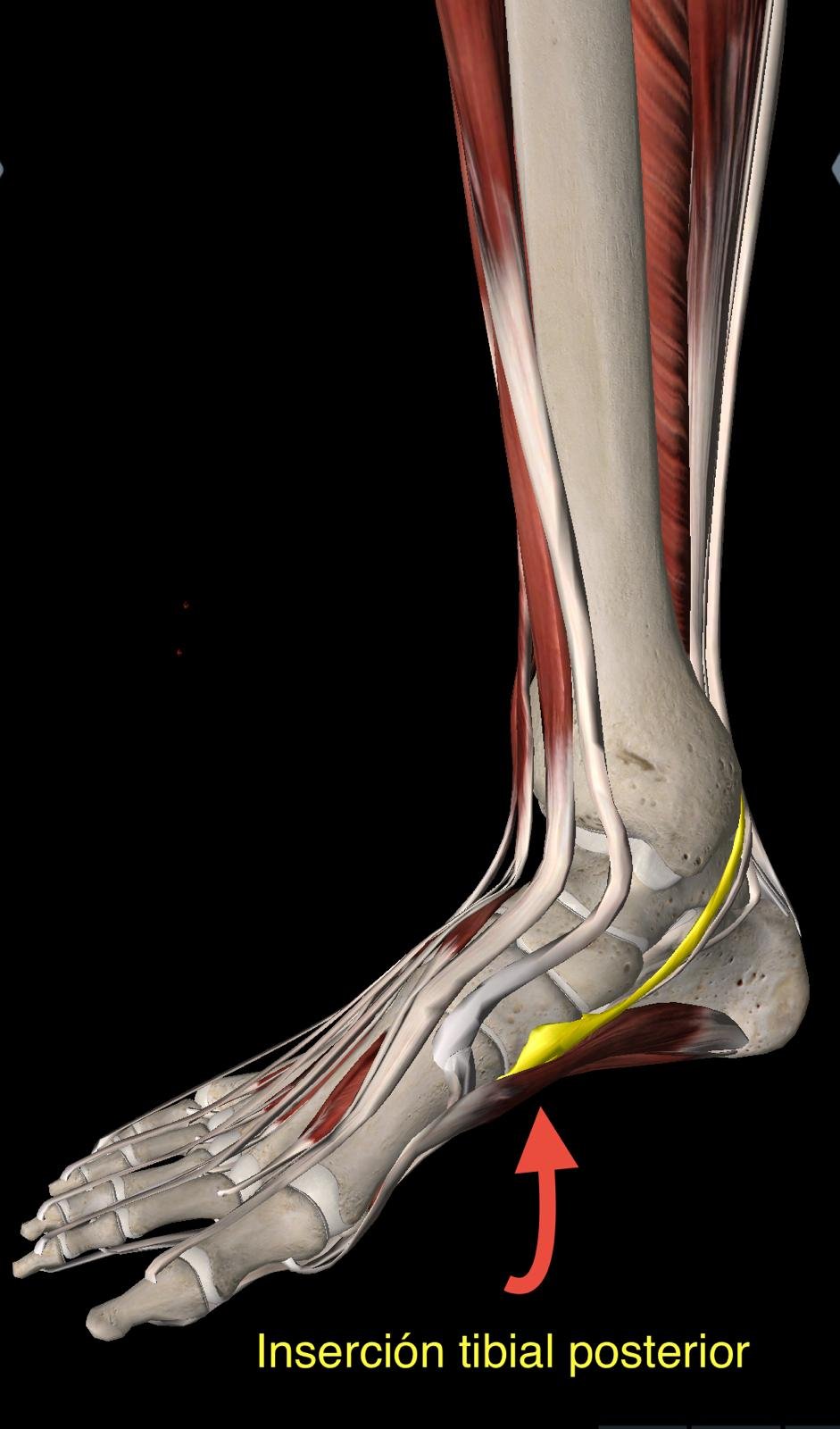 insercion_tibial_posterior